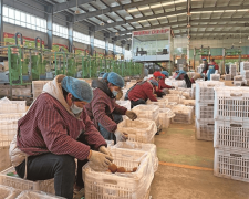 宝鸡眉县：小县“金果”拥抱世界